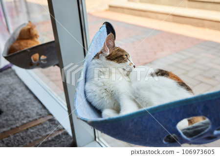 cute cat laying in wall glass mounted bed. 106973605