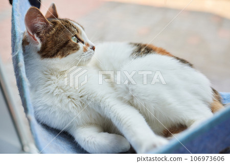 cute cat laying in wall glass mounted bed. cute cat laying in wall glass mounted bed. 106973606