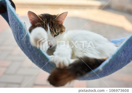 cute cat laying in wall glass mounted bed. cute cat laying in wall glass mounted bed. 106973608