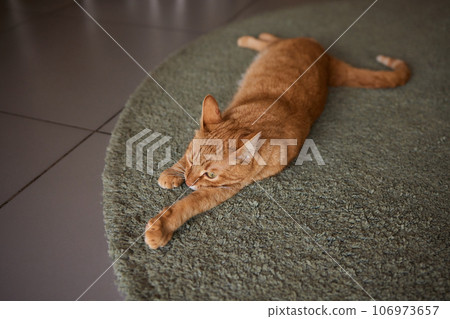 Close-up of a cat face. Portrait of a female kitten. Cat looks curious and alert. Detailed picture of a cats face. Close-up of a cat face. Portrait of a female kitten. Cat looks curious and alert. Detailed picture of a cats face. 106973657