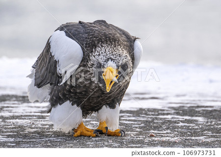 Shiretoko Steller's sea eagle Shiretoko Steller's sea eagle 106973731