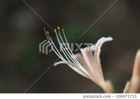 White cluster amaryllis White cluster amaryllis 106973733