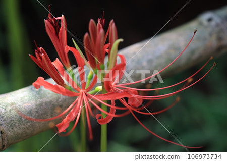Cluster amaryllis Cluster amaryllis 106973734