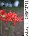 群集孤挺花 106973735