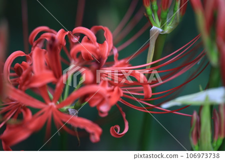 群集孤挺花 106973738