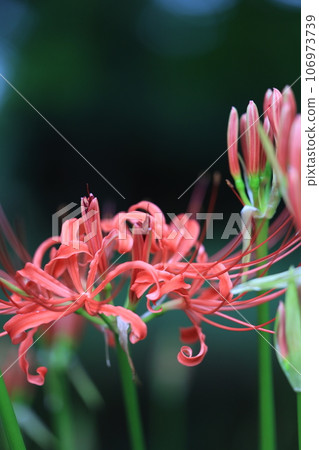 群集孤挺花 106973739