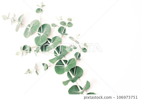 Eucalyptus leaves botanical image material 106973751