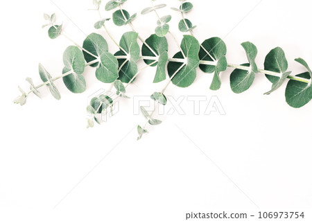 Eucalyptus leaves botanical image material 106973754