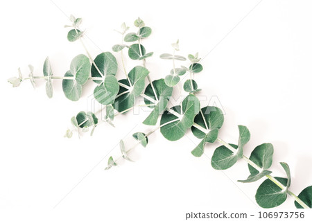 桉樹葉植物圖像素材 106973756