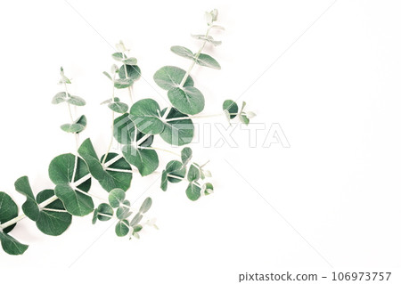 Eucalyptus leaves botanical image material 106973757
