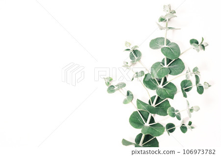 Eucalyptus leaves botanical image material 106973782