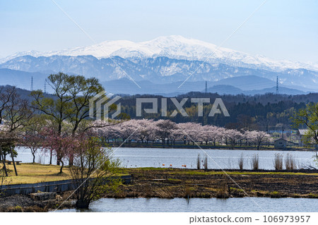Cherry blossoms at Kibagata Park in Komatsu City, a famous cherry blossom viewing spot in the Kaga region, and the Hakusan Mountain Range Cherry blossoms at Kibagata Park in Komatsu City, a famous cherry blossom viewing spot in the Kaga region, and the Hakusan Mountain Range 106973957