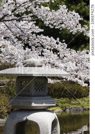 Ashijo Park in Komatsu City, a famous cherry blossom viewing spot in the Kaga region Ashijo Park in Komatsu City, a famous cherry blossom viewing spot in the Kaga region 106974276