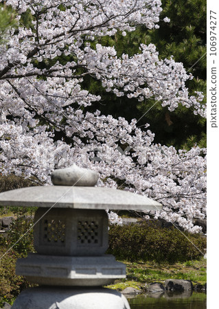 加賀地區著名的賞櫻勝地，位於小松市的足條公園 106974277