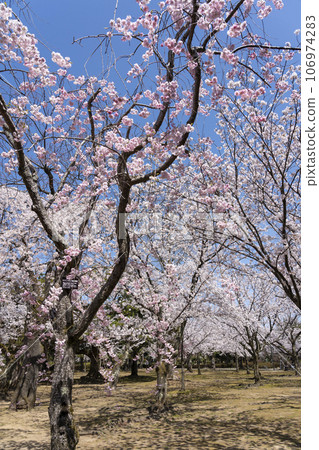 Ashijo Park in Komatsu City, a famous cherry blossom viewing spot in the Kaga region 106974283