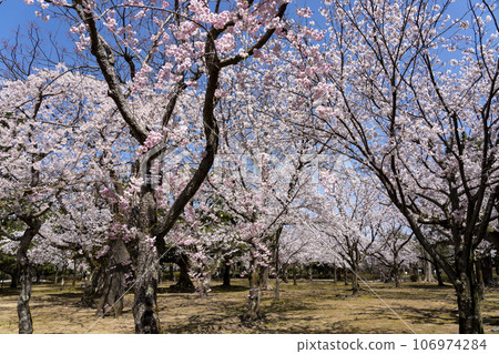 Ashijo Park in Komatsu City, a famous cherry blossom viewing spot in the Kaga region Ashijo Park in Komatsu City, a famous cherry blossom viewing spot in the Kaga region 106974284