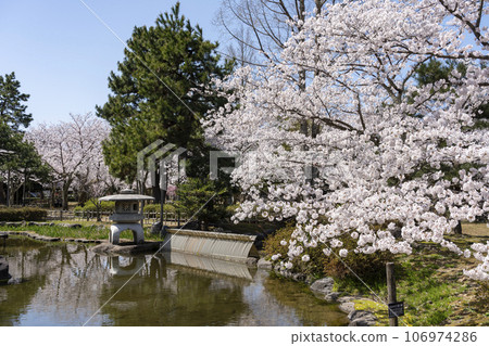 加賀地區著名的賞櫻勝地，位於小松市的足條公園 106974286