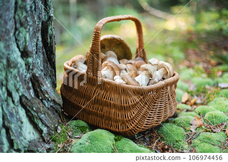 Basket with edible white mushrooms in forest 106974456