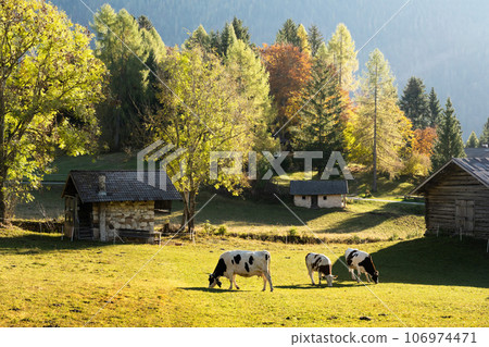 Cows in italian Dolomite Alps at summer time 106974471