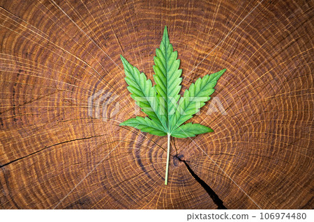 Fresh green leaf of cannabis marijuana on wooden stump 106974480