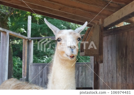 A charming llama. 106974481