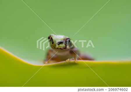 日本樹蛙、日本雨蛙、Dryophytes japonicus、荷葉蛙、青蛙季節 106974602