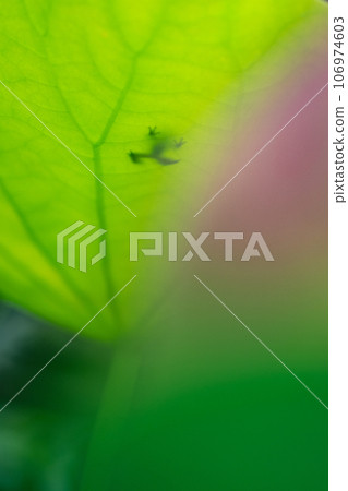 Japanese tree frog, Japanese rain frog, Dryophytes japonicus, lotus leaf frog, frog season Japanese tree frog, Japanese rain frog, Dryophytes japonicus, lotus leaf frog, frog season 106974603