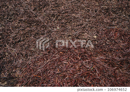 ripe carobs after the harvest in Catalonia, Spain 106974652