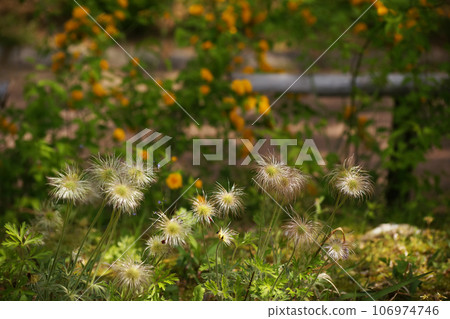 Okinagusa Okinagusa 106974746