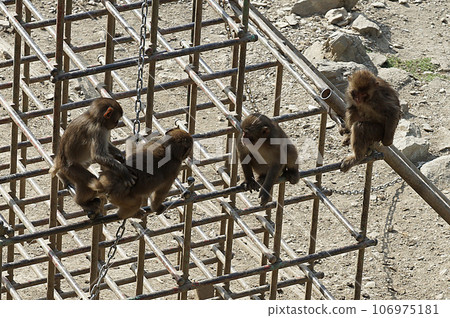 猴 106975181