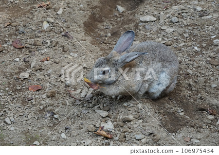 A rabbit eating fallen leaves. A rabbit eating fallen leaves. 106975434