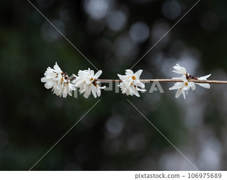 beautiful white prickly pear beautiful white prickly pear 106975689