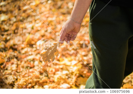 Woman holds yellow oak leaf close-up in hand in fall season copy space - autumn and nature concept Woman holds yellow oak leaf close-up in hand in fall season copy space - autumn and nature concept 106975696
