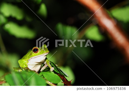 Moria gull frog 106975836