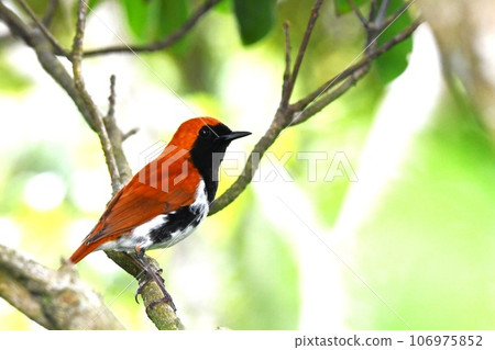 紅鬍子棲息在樹枝上 106975852