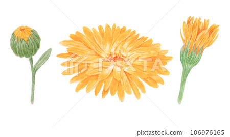 Set of orange calendula officinalis watercolor hand drawn illustrations. Botanical elements for labels, eco goods, textiles, natural herbal medicine, healthy tea, cosmetics and homeopatic remedies. 106976165