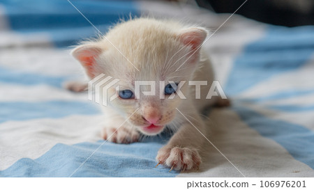 White cat with blue eyes White cat with blue eyes 106976201