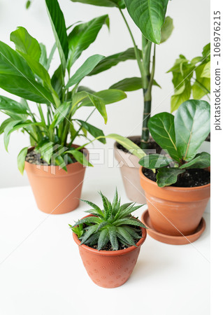 The modern home garden composition is filled with many beautiful plants in pots of different designs. Stylish interior, home gardening concept. 106976215