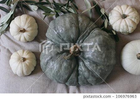 Little white and big mint green pumpkins. Beige linen table cloth background with olive tree branches. Various gourd vegetable. Thanksgiving, Halloween holiday, autumn food banner. Flat lay, top view Little white and big mint green pumpkins. Beige linen table cloth background with olive tree branches. Various gourd vegetable. Thanksgiving, Halloween holiday, autumn food banner. Flat lay, top view 106976963