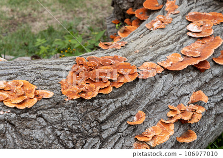 Mushroom grown on a tree stump 106977010
