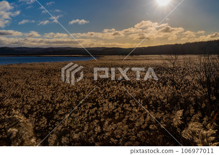 釧路濕原的閃亮潘帕斯草和湖泊 106977011