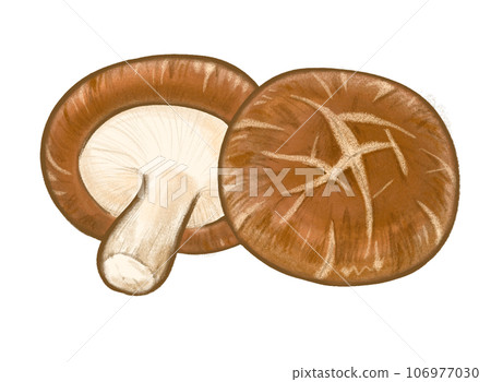 Illustration of shiitake 106977030