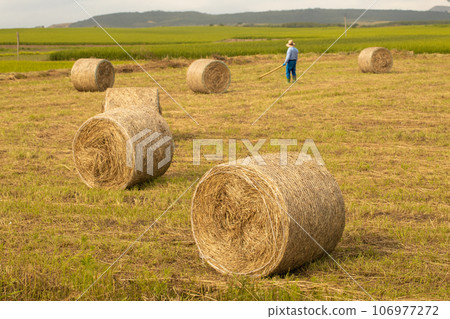 Rolls of rice straw for livestock 106977272