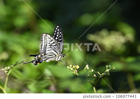 Swallowtail butterfly Swallowtail butterfly 106977441