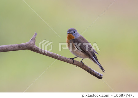 Red-breasted Flycatcher on the branch tree animalportrait. Red-breasted Flycatcher on the branch tree animalportrait. 106977473