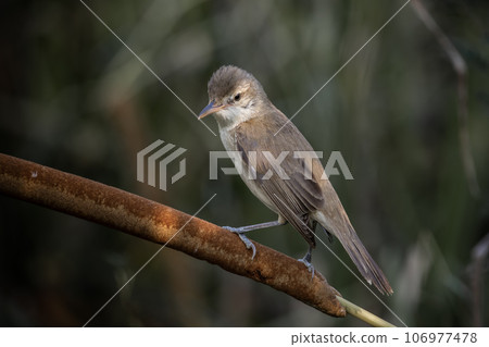 Oriental Reed Warbler Standing on a tree stump with a black background. Oriental Reed Warbler Standing on a tree stump with a black background. 106977478