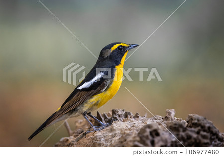 Narcissus Flycatcher animal portrait close up shot. 106977480