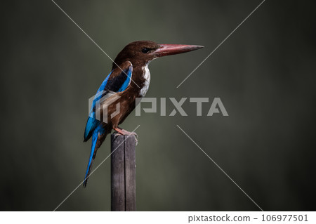 White-throated Kingfisher on dry branch animal porttrait shot. White-throated Kingfisher on dry branch animal porttrait shot. 106977501