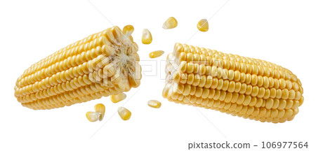 Corn cob broken in half flies with grains close-up on a white background. Isolated 106977564