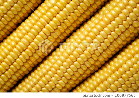Ripe corn cobs, background. Top view. 106977565